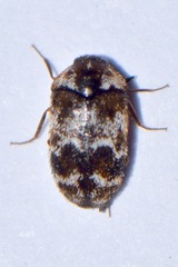 Trogoderma sternale aspericolle