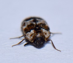 Trogoderma sternale aspericolle
