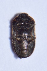 Trogoderma sternale aspericolle