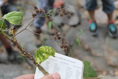 Triumfetta paniculata