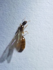 Carebara lamellifrons