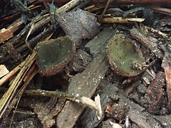 Plicariella