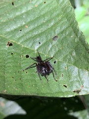 Corinninae