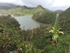 Pitcairnia micotrinensis