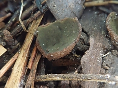 Plicariella