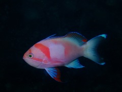 Pseudanthias pleurotaenia
