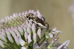 Tarache augustipennis