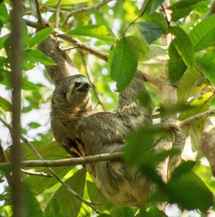 Bradypus variegatus trivittatus