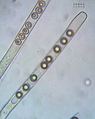 Plicariella