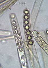 Plicariella