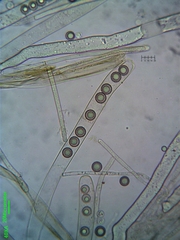Plicariella