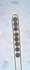 Plicariella