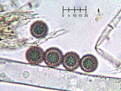 Plicariella