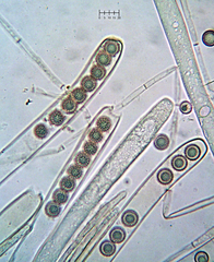 Plicariella