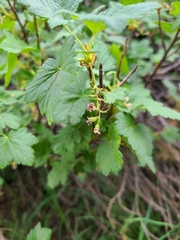 Ribes acerifolium