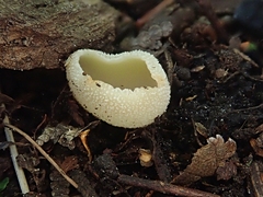 Tarzetta cupularis