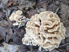 Sparassis spathulata