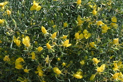 Mentzelia multicaulis