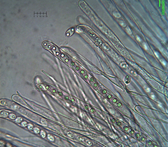 Tarzetta cupularis