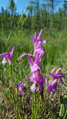 Arethusa bulbosa
