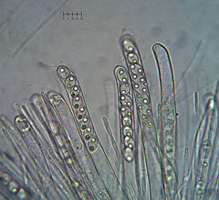 Tarzetta cupularis