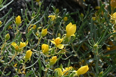 Mentzelia multicaulis