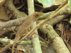 Anolis carlliebi