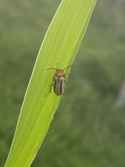 Zonitis bilineata