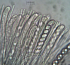 Tarzetta cupularis