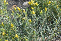 Mentzelia multicaulis