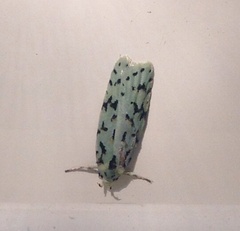 Izatha peroneanella