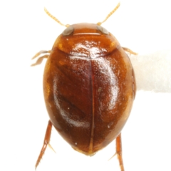 Desmopachria convexa