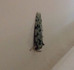 Izatha peroneanella
