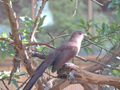 Piaya cayana macroura