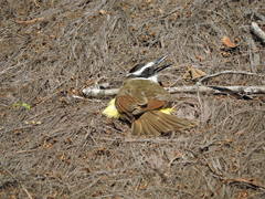 Pitangus sulphuratus maximiliani