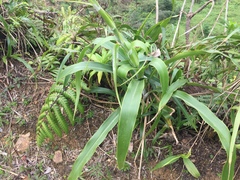 Pitcairnia micotrinensis