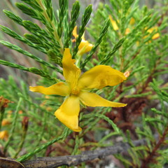 Hypericum laricifolium