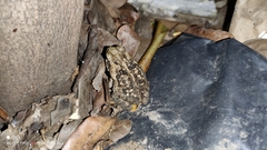 Incilius marmoreus