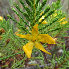 Hypericum laricifolium