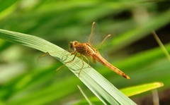Crocothemis