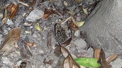 Incilius marmoreus