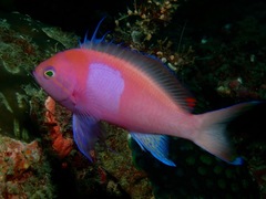 Pseudanthias pleurotaenia
