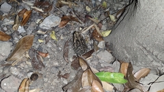 Incilius marmoreus