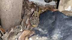 Incilius marmoreus