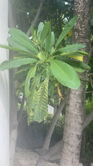 Plumeria obtusa
