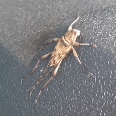 Anisopodus scriptipennis