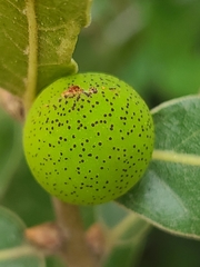 Amphibolips globulus