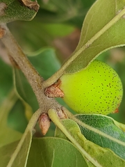 Amphibolips globulus