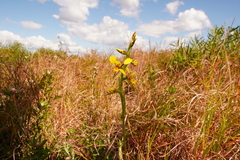 Diuris unica