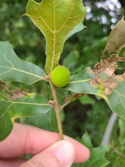 Amphibolips globulus